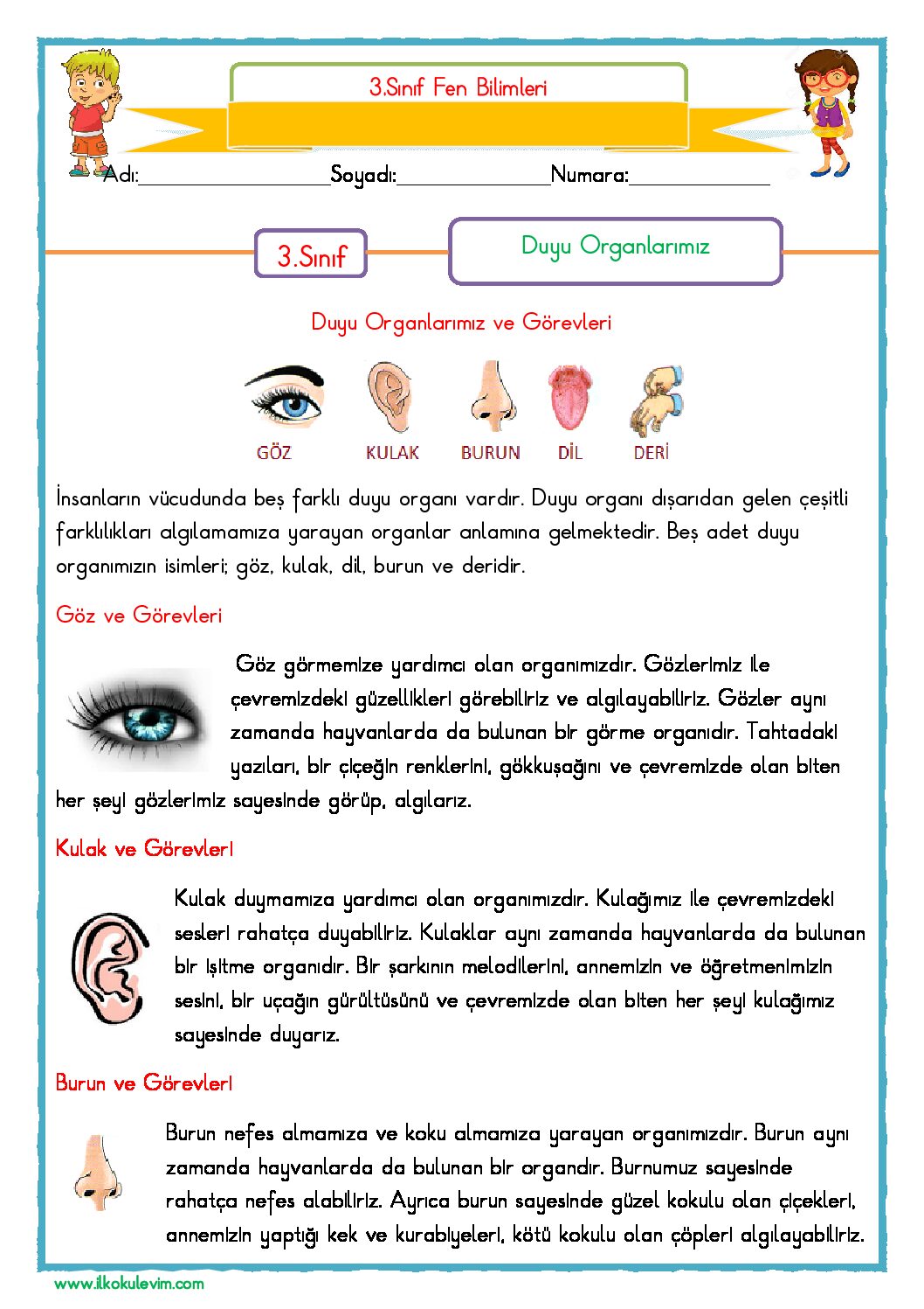 3. Sınıf Fen Bilimleri Duyu Organlarının Sağlığı